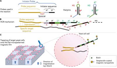 Eukaryotic Cell Capture by Amplified Magnetic in situ Hybridization Using Yeast as a Model